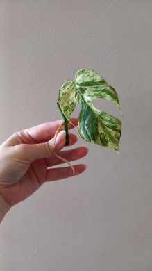Epipremnum pinnatum marble