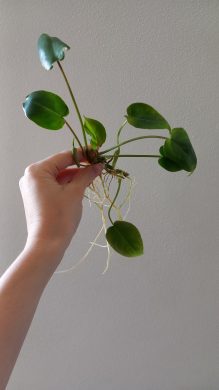 Philodendron Burle Marxii