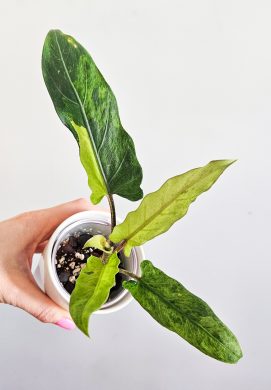 Alocasia lauterbachiana Variegata