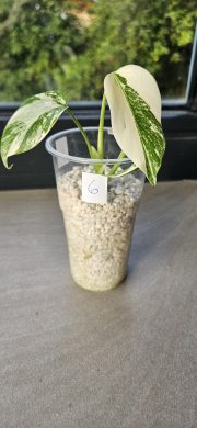 Monstera Albo Variegata