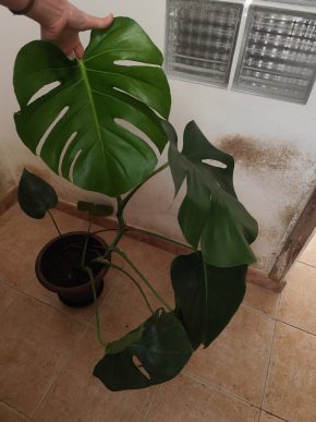 Monstera deliciosa