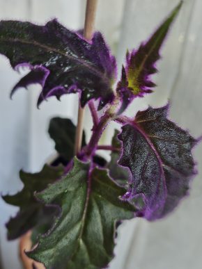 Gynura aurantiaca