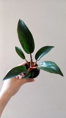 Philodendron Pink Bikin