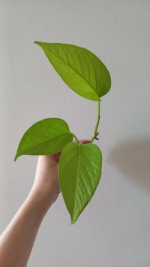 Epipremnum neon