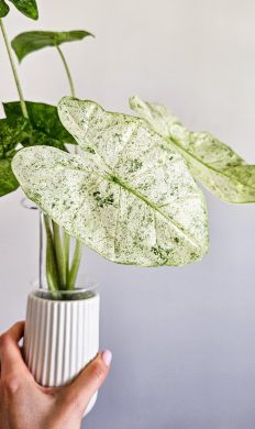 Alocasia odora batik variegated baby
