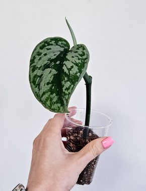 Scindapsus pictus Exotika