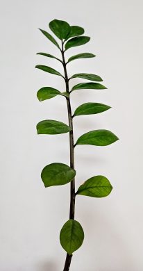 Zamioculcas zamiifoli rostlina