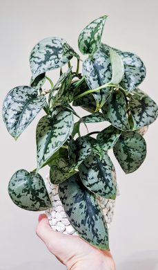 Scindapsus Silver Lady