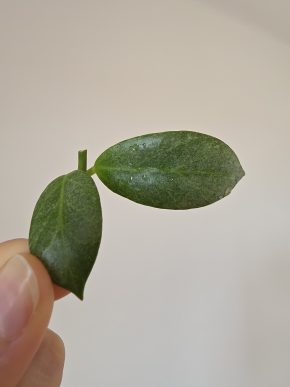 Hoya obscura silver