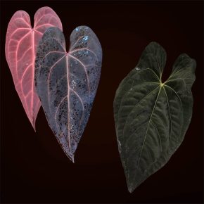 Semenáčky Anthurium (Dark & Handsome × Red Velvet Cake) × (PapX × Pap ‘Daniel’)