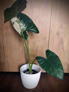 Hlízy Alocasia Macrorrhiza Albo Variegata