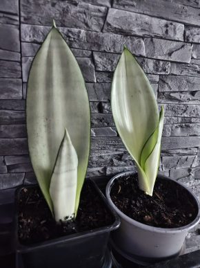 Dracaena masoniana, odnož
