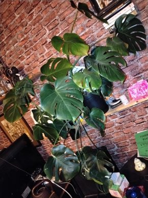 Monstera
