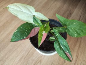 Syngonium Redspot Tricolor