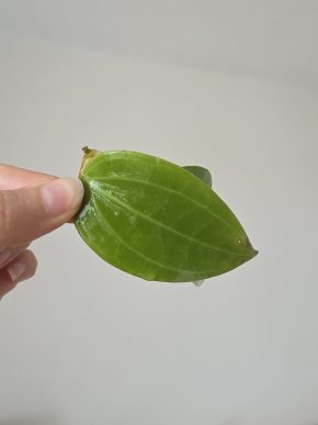 Hoya sp.Blitar