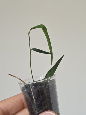 Hoya yvesrocheri