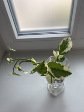 Epipremnum aureum - Glacier