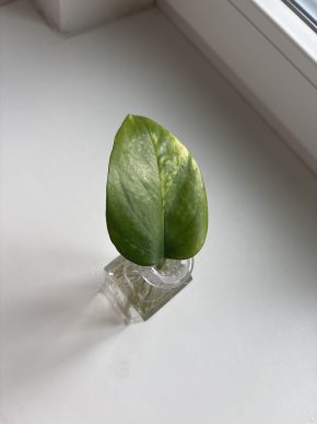 Epipremnum aureum