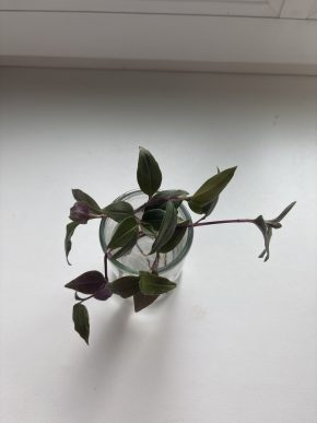 Tradescantia