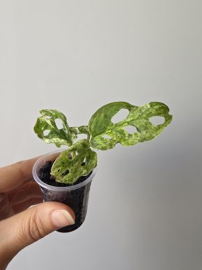 Monstera frozen freckles