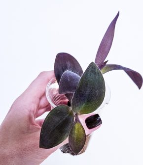 Tradescantia pallida