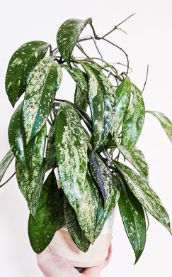 Hoya pubicalyx super splash