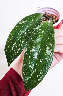 Hoya pubicalyx super splash