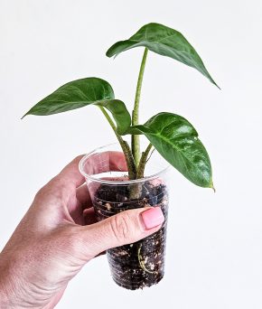 Alocasia gageana