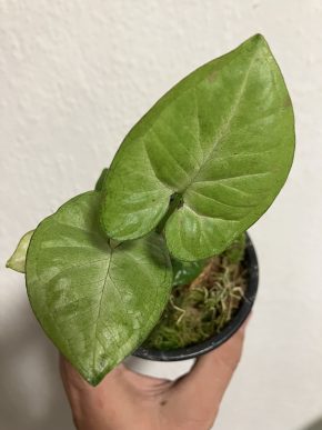 Syngonium confetti