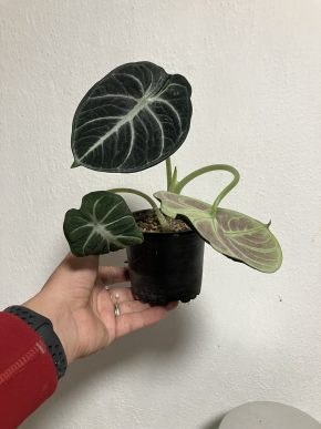 Alocasia Black velvet