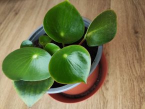 Pilea Raindrop 💧