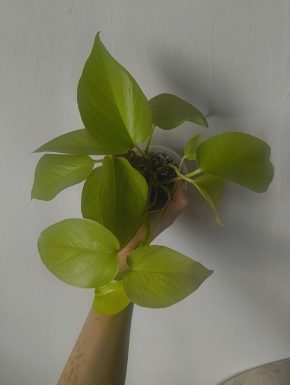Epipremnum neon
