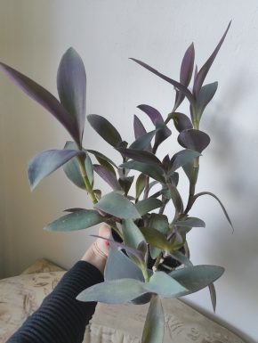 Tradescantia pallida