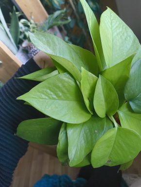 Epipremnum neon