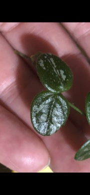 Hoya Serpens Splach - čerstvý řizek ( 4 listy )