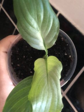 Spathiphyllum Blue Ice - rostlina