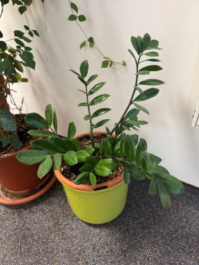 Zamiokulcas