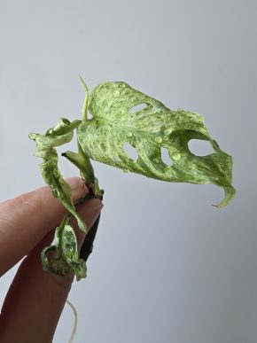 Monstera frozen freckles
