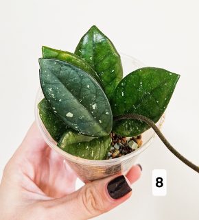 Hoya carnosa