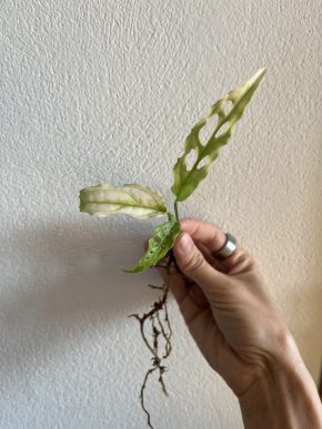 Monstera Obliqua Peru