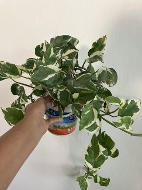 Epipremnum aureum "N-Joy"