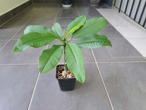 Plumérie (Plumeria rubra)