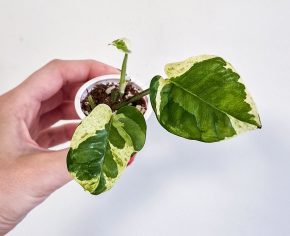 Epipremnum njoy 2v1