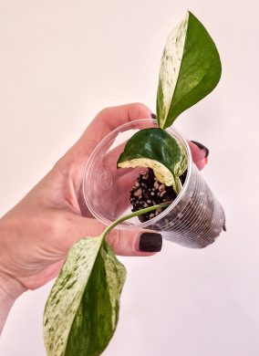 Epipremnum marble queen