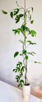 Rhaphidophora tetrasperma (monstera minima)