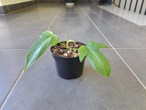 Philodendron Florida Ghost