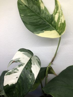 Epipremnum Pinnatum Albo Variegata - vrcholový řizek
