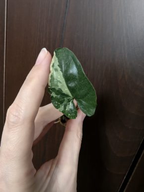Syngonium albo var.