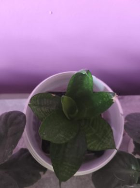 Sansevieria trifasciata 'Hahnii' / Tchynin jazyk – trpasličí forma