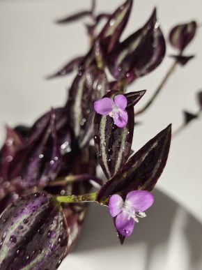 Tradescantia zebrina, kvete
